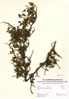 藏品(假柃木)的圖片